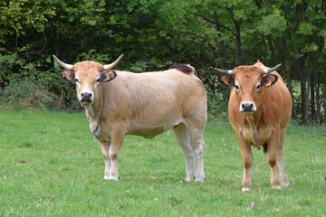 Naklejka na ściany i meble group of aubrac cows in pasture