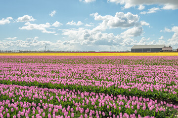 Large field with pink flowering tulips at a specialized Dutch flower bulb nursery on the South Holland island of Goeree-Overflakkee. The photo was taken in the spring season.