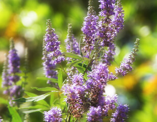 flowers in the garden