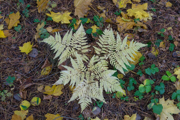 A yellowed fern grows on the ground strewn with yellow leaves, twigs and pine needles in autumn