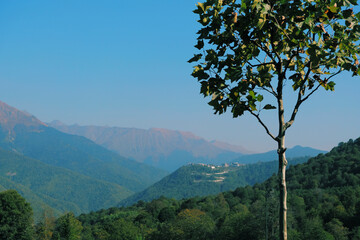 A lone tree on the background of the mountain peaks of Sochi, Russia.