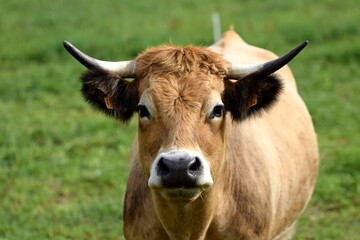 portrait of aubrac cow in pasture
