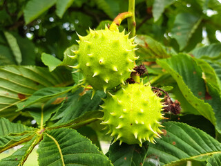Horse Chestnut Tree or Conker Tree (in german Gewöhnliche Rosskastanie) Castanea sativa