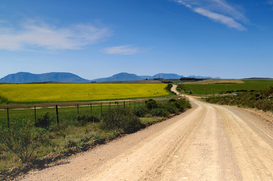 Conola Fields in the Western Cape