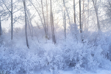 Winter landscape in the forest