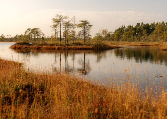 bog landscape, bog vegetation painted in autumn, small bog lakes, islands overgrown with small bog pines, grass, moss cover the ground