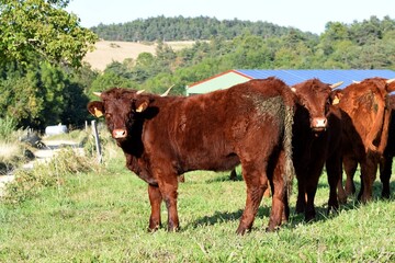 salers veals in pasture