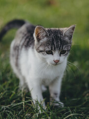 Cute kitten at garden