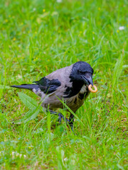 Selective focus on a gray raven holding corn sticks in its beak. Golden crispy airy treat for a wild bird. Corn sticks are scattered in the grass. Coopy space.