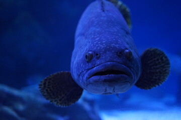 魚