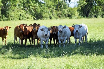 Fototapeta na wymiar flock of limousin and charolais cows
