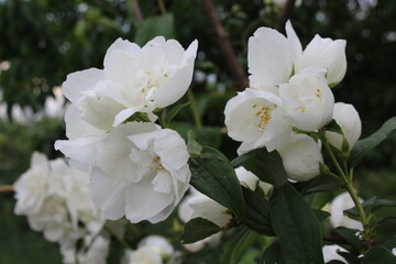 
White scented flowers bloomed on a jasmine bush in the garden