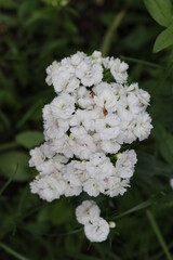 
Bright white phlox blooms in the summer garden