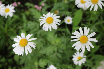 Fototapeta premium Modest daisies bloom in a summer meadow