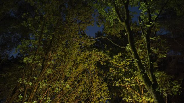 Light painting tree branches & leaves in forest at night