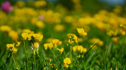 Colorful wild flowers that bloom at the end of summer