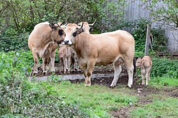 group of aubrac cows