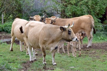 group of aubrac cows