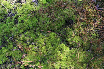 Land covered with green moss in the forest.
