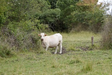Obraz premium charolais cow in pasture