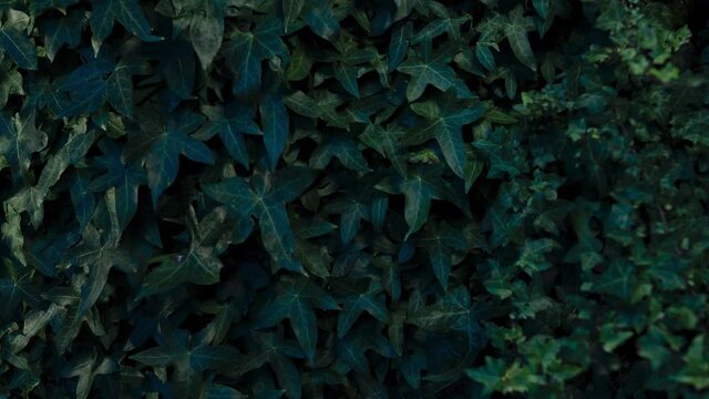 Shining light on ivy leaves at night - background