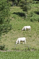 Fototapeta na wymiar charolais cow in pasture