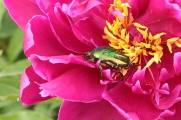 
A shiny green beetle sits in a bright pink peony flower in a summer garden