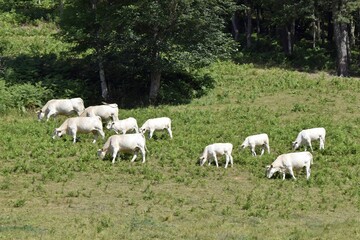 Obraz na płótnie Canvas flock of charolais cows in pasture