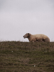 Schaf auf Wiese