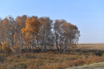 field, landscape, farm, nature, grass, sky, agriculture, rural, meadow, blue, summer, green, grazing, animal, cow, country, cattle, countryside, hay, pasture, farmland, farming, sheep, cows, clouds
