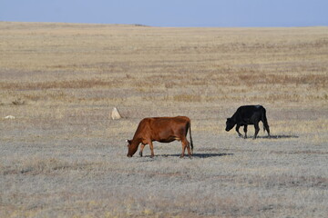 field, landscape, farm, nature, grass, sky, agriculture, rural, meadow, blue, summer, green, grazing, animal, cow, country, cattle, countryside, hay, pasture, farmland, farming, sheep, cows, clouds
