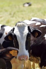 portrait of holstein cow in pasture