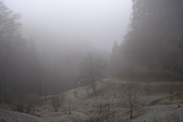 misty morning in the black forest