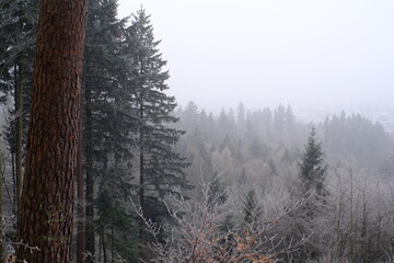 winter forest in the morning fog - 386855613