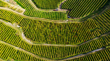 Harvest in Vineyards in the Tresivio area in Valtellina, Italy