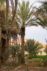 Oasis in Merzouga