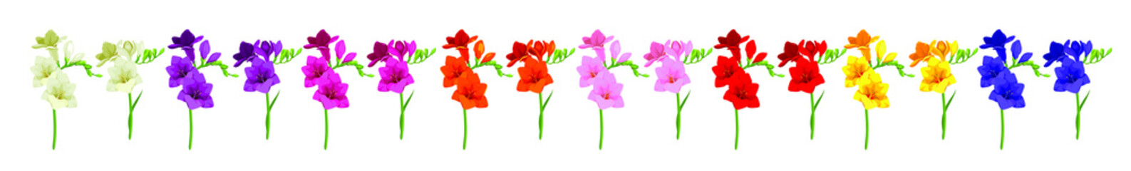 Beautiful multi-colored freesia flower. Many colors. Print for textile