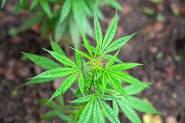 small herbal cannabis closeup