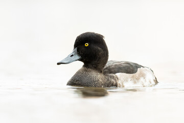 Tufted duck (Aythya fuligula) swimming on a small lake. Beautiful black duck on a white background. Detailed portrait in its habitat. Wildlife scene from nature. Czech Republic