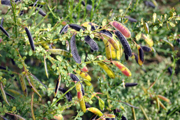 Close Up of Long Black Seed Pods on Hedgerow Plant