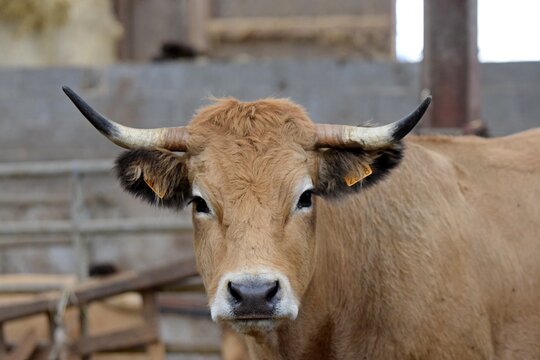 portrait de vache aubrac en stabulation