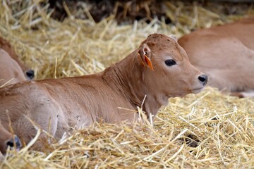 portrait de veau aubrac en stabulation