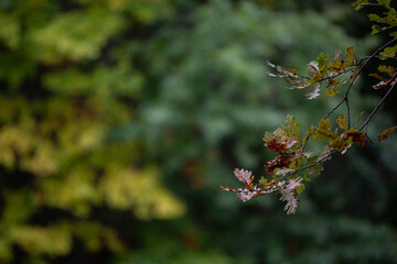 autumn leaves with dew drops