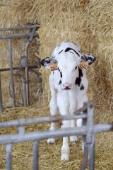 portrait de veau holstein en stabulation
