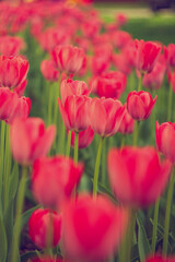 Fresh red tulips background. Spring flower.
