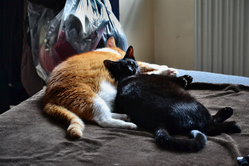 Portrait of two cats sleeping together on a bed. One is an old ginger cat, the other a young black cat.