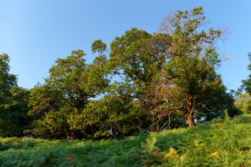 Chestnut grove in Corsica mountain
