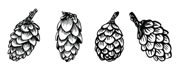 Vector larch cones, hand drawn with ink and vectorised. Black and white elements. Artistic style.