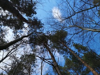 trees and sky