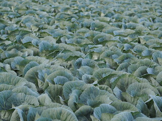 キャベツ　きゃべつ